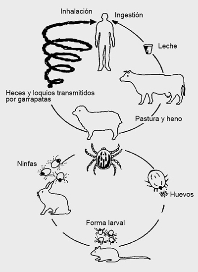 La garrapata Dermacentor marginatus como reservorio y transmisor