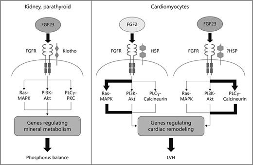 In the kidney and parathyroid glands, FGF23 signaling requires FGFR and the co-receptor klotho. FGF23-klotho binding to FGFR stimulates autophosphorylation of the receptor tyrosine kinase and induces signaling through three major pathways: Ras-MAPK, PI3K-Akt, and PLC-PKC. FGF23 regulates phosphorus balance by altering expression of genes involved in parathyroid, vitamin D, and phosphorus metabolism. In cardiomyocytes, FGF2 signaling requires FGFR and heparan sulfate proteoglycans (HSP) as co-receptor and signals primarily through the Ras-MAPK pathway. Binding of FGF23 to FGFR on cardiomyocytes stimulates autophosphorylation of the receptor tyrosine kinase independent of klotho, which is not expressed in cardiomyocytes, and signals primarily through the PLC-calcineurin pathway. Whether HSP acts as co-receptor remains to be determined. Reproduced with permission from [46].