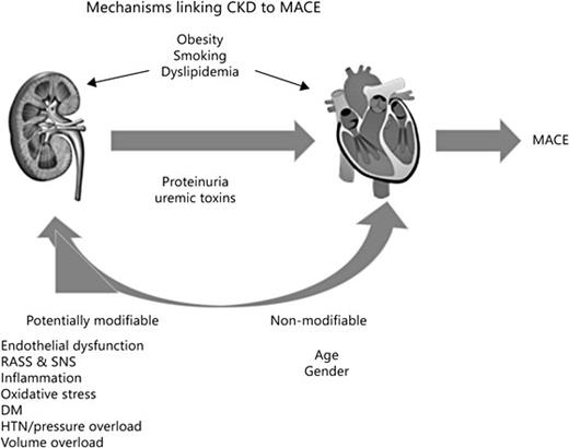 Modifiable and non-modifiable variables contribute to the link between CKD and major adverse cardiovascular events. Age and gender are non-modifiable variables, hypertension, correction of dyslipidemia, activation of RAAS and improved clearance of uremic toxins could be modified over time and reduce the prevalence of CRS-4.