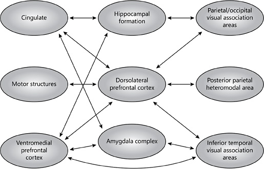 The neural basis of cognitive and emotional processes. Reprinted with permission from Wood and Grafman [15].