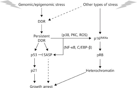 Regulation of senescence growth arrest and SASP. Cellular senescence is initiated by genomic or epigenomic damage, which activates a DDR. The DDR ultimately becomes persistent or chronic, which leads to activation of p38MAPK and protein kinase C (PKC) and increased ROS, and ultimately expression of the p16INK4a tumor suppressor. Stress that does not entail direct genomic or epigenomic damage can also induce p16INK4a expression, and in some cases can indirectly trigger a DDR (dashed line). p16INK4a activates the pBR tumor suppressor, which silences certain proproliferative genes by heterochromatinization, thereby instituting a stringent arrest of cell proliferation. Persistent DDR signaling also induces SASP and activates the p53 tumor suppressor, which restrains the SASP. p53 also causes growth arrest, principally by inducing expression of the cell cycle inhibitor p21. In some forms of oncogene-induced senescence, the SASP reinforces the senescence growth arrest (dashed line).