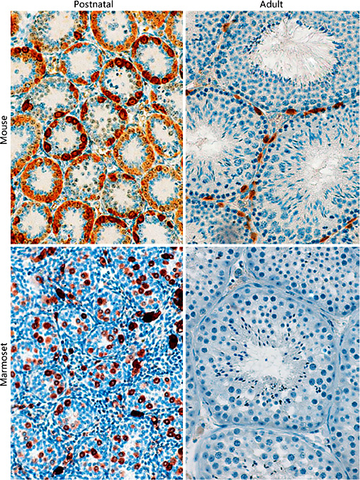 Differential expression of the stem cell factor LIN28 in adult spermatogonia of marmoset monkey and mouse testes. In the immature postnatal testes, the gonocytes/spermatogonia are LIN28-positive in both species. In contrast, in the adult testes, only mouse spermatogonia are positive for LIN28, while the marmoset monkey spermatogonia (and those of all other NHP species tested so far) are generally negative for LIN28. Only very few primate spermatogonia express LIN28 [44].