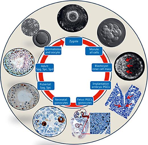 Illustration of the cycle of the germline. All cells that have the potential to transmit their genetic information to the next generation belong to the germline. Germline cells are mentioned in the blue boxes. A new generation is initiated by the formation of a zygote, i.e., the fertilized oocyte. In the morula-stage embryo, the individual cells (blastomeres) are not yet specified. They are all potential progenitor cells of the prospective germ cells. The blastocyst consists of 2 clearly distinguishable cell populations: the inner cell mass cells (highlighted by red arrows) and the outer cell layer, i.e., the trophoblast. The germ cells develop from the inner cell mass cells. In the implantation embryo the first specified germ cells, called PGCs, occur. In the somite-stage embryos they are frequently located in the epithelium of the developing hind gut (red arrows). In the fetus, most PGCs have entered the forming gonad. The magnified area shows the distribution of germ cells in the gonadal primordium. In the neonatal testis the germ cells are mostly gonocytes, which are premeiotic germ cells located mostly in the center of the developing seminiferous tubule. At that stage, the tubule has no lumen. The gonocytes were stained using immunohistochemistry. In the pubertal testis, the seminiferous tubules form a lumen, and spermatogonia (Spg; stained brown) start to proliferate, giving rise to meiotic spermatocytes (Spc). In the adult testis, there are premeiotic Spg, meiotic Spc, and postmeiotic spermatids (Spd). Undifferentiated spermatogonia were stained by immunohistochemistry. Elongated spermatids are positioned on the apical (adluminal) surface of the germinal epithelium. Spermatozoa and oocytes are the gametes released from sexually mature male and female gonads, respectively. Fusion of the gametes initiates the next cycle of the germline. The different stages are illustrated using micro images (which are not shown to scale) of the Platform Degenerative Diseases of the DPZ.