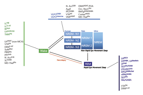 Sleep and Metabolism: Implication of Lateral Hypothalamic Neurons | The ...