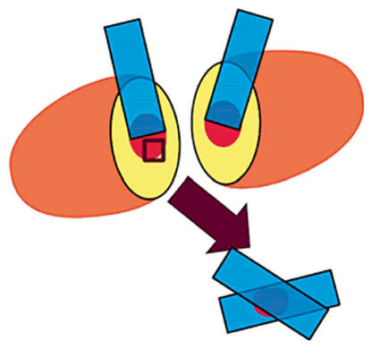 Fig. 1. Cross-sectional slice at the suspected tumor location. Touch preps were taken from both sides of the cut, and a small tissue section from the tumor (red) was excised and saved in a cassette for further analysis (box). One or 2 touch preps were taken on the excised segment depending on the size of the tissue removed.