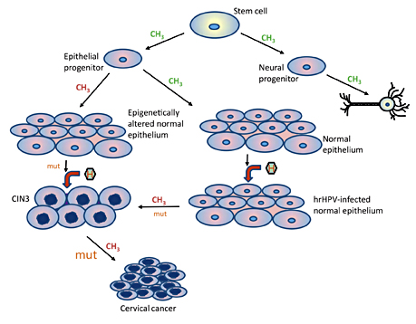 Fig. 1. Schematic representation of DNA methylation, somatic mutations and HPV infection events during the development of normal epithelial tissues and progression to cervical cancer. There are tens of thousands of DNA changes that occur during the process depicted in this example, most of which are methylation. Epigenetic events are highly complex and play an important role in both normal development and progression to cancer. Normal methylation activity is shown along the arrows by CH3 in green, while abnormal methylation is shown in red. Mutational events (mut) are shown as an averaged mutational burden estimated from exome-sequencing studies [Lau and Lorincz, in preparation], with the larger letters (mut) indicating more mutations during progression from CIN3 to cancer. The main steps of high-risk HPV (hrHPV) infection and phenotypic effects are shown by the hexagons with the letter H and the red arrows.