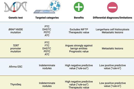 Overview of useful genetic tests in the preoperative workup of indeterminate thyroid nodules. BRAF V600E and TERT promoter mutations can be assayed as single-gene tests with high positive predictive values for malignancy, while Afirma® GSC® and ThyroSeq V3® are two well-known multigene panels with a broader range. PTC, papillary thyroid carcinoma; FTC, follicular thyroid carcinoma; DHGTC, differentiated high-grade thyroid carcinoma; PDTC, poorly differentiated thyroid carcinoma; ATC, anaplastic thyroid carcinoma; NIFTP, noninvasive follicular thyroid neoplasm with papillary-like nuclear features. Created using BioRender.com.