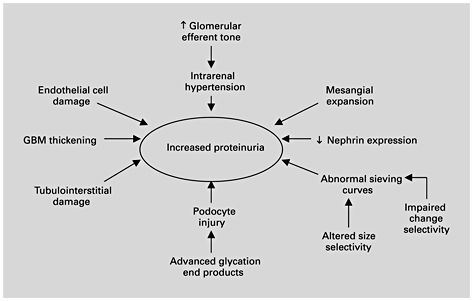 Fig. 2. Mechanisms of proteinuria in diabetic nephropathy. GBM = Glomerular basement membrane.