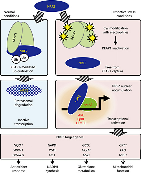 Fig. 1. Molecular mechanism of the KEAP1-NRF2 system during the oxidative stress response. NRF2 is degraded and inactivated via ubiquitin-proteasome-dependent degradation after being captured by the KEAP1 homodimer in healthy cells (left). Electrophiles emerge during oxidative stress and alter the conformation of KEAP1 by directly adducting to the specific sensor cysteine residues (Cys) in KEAP1. Because this modification inactivates the interaction between KEAP1 and NRF2, NRF2 avoids degradation in cells exposed to oxidative stress. The stabilized NRF2 translocates into the nucleus, where NRF2 activates the transcription of its target genes by binding to NRF2 recognition sequences (i.e., ARE, EpRE, or CsMBE) as NRF2-sMAF heterodimers. Representative NRF2 target genes are separately listed in 4 categories (below).