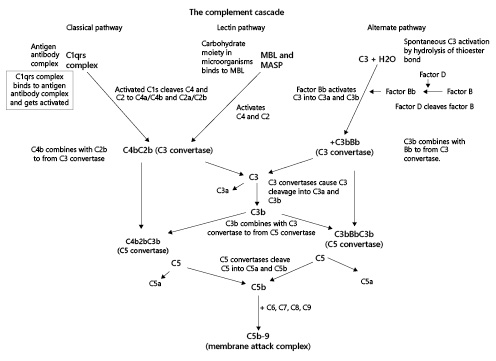 Fig. 1. The Complement Pathways. MBL, mannose-binding lectin; MASP, MBL-associated serine protease.