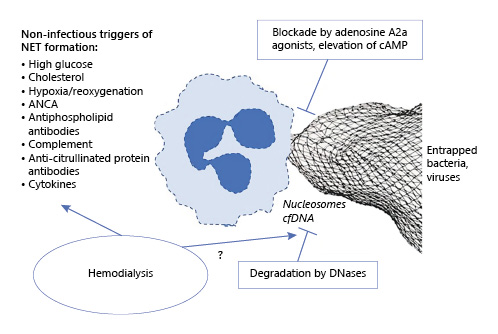 Fig. 1. Pictorial summary of the triggers of NET formation. Neutrophil activation by infectious and noninfectious mechanisms leads to NET formation and elevated levels of cfDNA. cfDNA is degraded by DNases. Maneuvers leading to the activation of adenosine A2A and elevation of cAMP have been shown to inhibit NET formation [7]. The list of noninfectious triggers of NET formation is now expanded to include hemodialysis. In addition, I would speculate that hemodialysis may also affect the process of degradation of cfDNA. Neutrophils activation by infectious and noninfectious mechanisms leads to NET formation and elevated levels of cfDNA. cfDNA is degraded by DNases. Maneuvers leading to the activation of adenosine A2A and elevation of cAMP have been shown to inhibit NET formation [7]. cAMP, cyclic AMP; cfDNA, cell-free DNA.