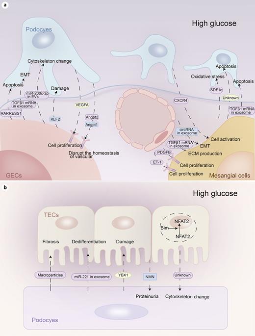 Schematic diagram of the cellular crosstalk among renal cells. a Cellular crosstalk among podocytes and GECs and mesangial cells. Abnormal cellular communication among podocytes, GECs, and mesangial cells occurs upon stimulation by persistent hyperglycemia. This unbalanced cellular crosstalk comprises the following three components: (1) the secretion of VEGFA and Angpt1/2 by podocytes is affected by high-glucose levels, resulting in an imbalance in endothelial homeostasis. In addition, GECs participate in communication with podocytes through decreased KLF2 levels and increased RARRESS1 levels and exosomes containing miR-200c-3p and TGFβ1 mRNA, leading to podocyte injury. (2) GECs can establish crosstalk with mesangial cells through increased PDGFB, ET-1, and exosomes containing TGFβ1 mRNA and decreased exosomes containing circRNF169 and circSTRN3. (3) Mesangial cells secrete more SDF-1α and exosomes containing TGFβ1 mRNA to damage podocytes. They can also decrease the ERAD of podocytes. In return, podocytes secrete more CXCR4 to activate mesangial cells. b Cellular crosstalk between RTECs and podocytes. Podocytes induce RTEC fibrosis and dedifferentiation via increased macroparticles and miRNA221 in exosomes. What is more, they secrete YBX1 to damage tubular cells. In turn, increased Bim and decreased NMN in RTECs could cause podocytes injury. All the molecules in the rounded rectangles are increased and in the rectangles are decreased. The oval box means uncertain. Angpt1/2, angiopoietin1/2; EMT, epithelial-mesenchymal transition; EVs, extracellular vesicles; ECM, extracellular matrix; ET-1, endothelin-1; ERAD, endoplasmic reticulum-associated degradation pathway; KLF2, Kruppel-like factor 2; PDGFB, platelet-derived growth factor B; RARRES1, retinoic acid receptor reactive protein 1; SDF-1α, cell-derived factor 1α; TGFβ1, transforming growth factor β1; VEGF, vascular endothelial growth factor; NFAT2, nuclear factor of activated T cells 2; NMN, nicotinamide mononucleotide. RTECs, renal tubular epithelial cells; YBX1, Y-box-binding protein 1.