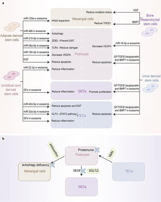Potential therapeutic targets based on cellular crosstalk. a Cell communication between stem cells and kidney cells. Stem cells (bone mesenchymal stem cells, urine-derived stem cells, adipose-derived stem cells, and umbilical cord-derived stem cells) secrete miRNA/molecules-loaded exosomes or soluble factors that target renal cells (podocytes, mesangial cells, etc.), mitigating cellular injury via paracrine mechanisms. b Drugs based on intercellular communication. This part illustrates the therapeutic effects of three pharmacological agents – astaxanthin, SGLT2i, and NMN – on aberrant intercellular communication among renal cells under high-glucose conditions. BMP7, bone morphogenetic protein 7; EGF, epidermal growth factor; GECs, glomerular endothelial cells; NMN, nicotinamide mononucleotide; RTECs, renal tubular epithelial cells; TGFβ1, transforming growth factor β1; VEGF, vascular endothelial growth factor.