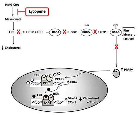 Fig. 3. Lycopene inhibition of molecular pathways involved in cholesterol metabolism. The committed step in the biosynthesis of cholesterol and isoprenoids is catalyzed by HMG-CoA reductase, which promotes the deacylation of HMG-CoA to mevalonate. This pathway produces farnesyl pyrophosphate (FPP) and geranylgeranyl pyrophosphate (GGPP), which regulate RhoA, PPARγ and LXRα activation. Key targets of PPARγ and LXRα activation are the ATP-binding cassette ABC proteins, including ABCA1, and the caveolin family proteins, including cav-1.
