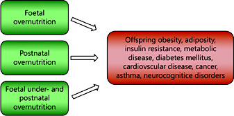 Fig. 2. The workpackages of the Early Nutrition Research Project are designed to jointly test 3 key hypotheses on early life origins of adiposity and associated disorders with different and complementary methodological approaches, that is, the fuel mediated in utero hypothesis, the accelerated postnatal growth hypothesis, and the mismatch of pre- and postnatal growth trajectories hypothesis.