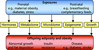Fig. 3. Nutritional and metabolic factors acting during sensitive time periods of developmental plasticity before and after childbirth modulate cytogenesis, organogenesis, metabolic and endocrine response, and epigenetic regulation of gene expression, and thereby induce metabolic programming of lifelong health and disease risk.