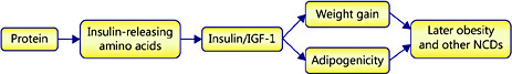 Fig. 5. The Early Protein Hypothesis stipulates that a high infant protein supply in excess of metabolic requirements increases the plasma and tissue concentrations of insulinogenic amino acids, the growth mediators insulin and IGF-1, leads to enhanced infant weight gain and body fat deposition and to increased long-term risk of obesity. Modified after [19,20].
