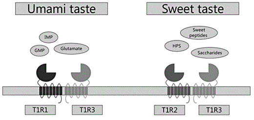 Fig. 1. Type 1 taste receptor (T1R) subunits form heterodimers to bind sweet and umami compounds. IMP, inosine monophosphate; GMP, guanosine monophosphate; HPS, high-potency sweeteners.