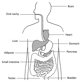 Fig. 2. Type 1 taste receptors are expressed throughout the body.