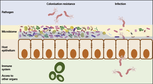  A diverse abundant microbiome (left) can act as a barrier to infection through a variety of mechanisms, including direct inhibition, colonisation resistance, or educating the immune system. A damaged microbiome (right) may be more susceptible to infectious bacteria causing damage.