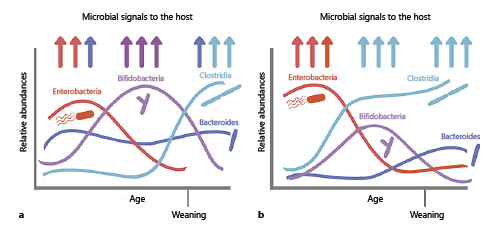  Temporal development of the relative abundances of the dominant classes of bacteria in the infant gut in vaginally born, breastfed infants (a) and CS-born infants (b). CS, C-section.