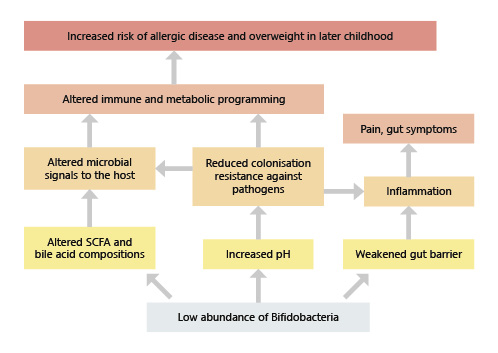  Effects of low abundance of bifidobacteria in infants.