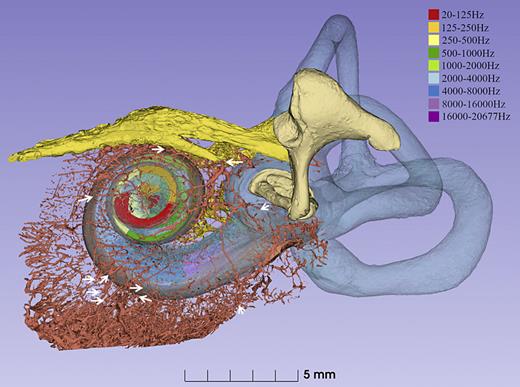 A. SR-PCI and 3D rendering of the otic capsule in the control ear. Vascular channels of the otic capsule and surrounding air cells were segmented using automatic threshold detection and then manually edited using threshold painting and scissor tool. Arrows show otic capsule vascular channel openings into the middle ear. The BM octave bands were constructed according to Greenwood [27] and outlined in different colors.