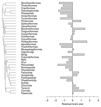 Fig. 1. Mean residual brain size in birds, with the phyletic relationships between taxa taken from Sibley and Alquist [1990].
