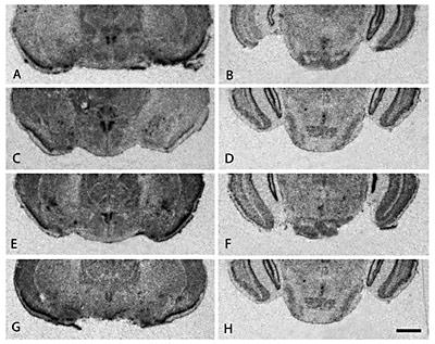 Fig. 2. CRF in situ hybridization in the paraventricular nucleus of the hypothalamus (A, C, E, G) and median raphe nucleus (B, D, F, H) in four vole species. Note the similarity in brain distribution of CRF mRNA in both brain regions among the prairie voles (A, B), pine voles (C, D), meadow voles (E, F), and montane voles (G, H). Scale bar = 1 mm.