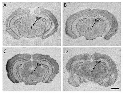 Fig. 3. Urocortin-1 in situ hybridization in the Edinger-Westphal nucleus in the monogamous prairie vole (A), pine vole (B), and promiscuous meadow vole (C) and montane vole (D). Note the similarity in brain distribution of Ucn1 mRNA among the four vole species. Scale bar = 1 mm.