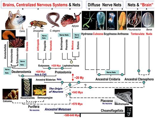 On the Independent Origins of Complex Brains and Neurons | Brain ...