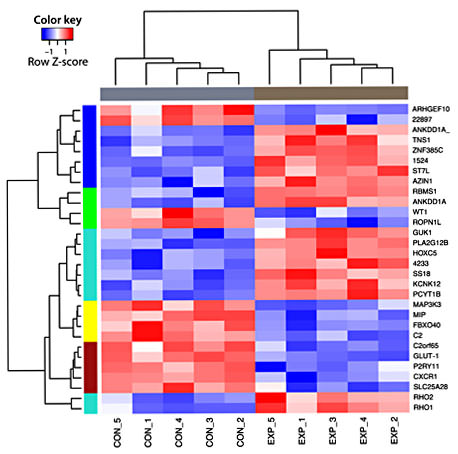 Fig. 2. Heat map of top 30 differentially expressed genes between control (CON_1–5) and experimental (EXP_1–5) group with gene names. The Z-score represents the number of standard deviation units a specific gene expression value is from the mean (defined as 0). Red color in the heat map indicates upregulated genes, in blue are downregulated genes and in white are genes that do not change between conditions. Color-coded bars represent the clustering of samples per treatment (horizontal bar) and clusters of differentially expressed genes (vertical bar).