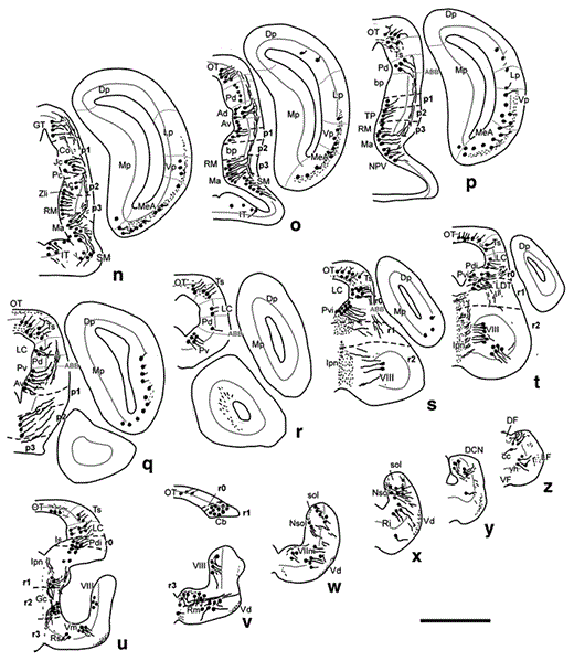 Fig. 2. Diagrams of transverse sections of the brain of D. mexicanus (at the rostrocaudal levels indicated in fig. 1) showing the distribution of CBir cell bodies (large dots) and fibers (small dots, wavy lines) in the right half of each section. Scale bar = 1,000 µm.