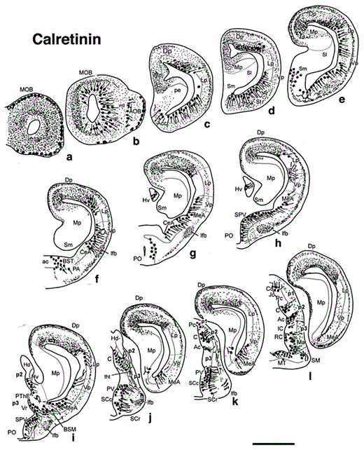 Fig. 3. Diagrams of transverse sections of the brain of D. mexicanus (at the rostrocaudal levels indicated in fig. 1) showing the distribution of CRir cell bodies (large dots) and fibers (small dots, wavy lines) in the right half of each section. Scale bar = 1,000 µm.