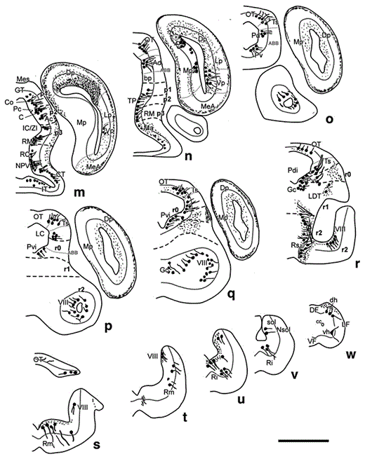 Fig. 3. Diagrams of transverse sections of the brain of D. mexicanus (at the rostrocaudal levels indicated in fig. 1) showing the distribution of CRir cell bodies (large dots) and fibers (small dots, wavy lines) in the right half of each section. Scale bar = 1,000 µm.