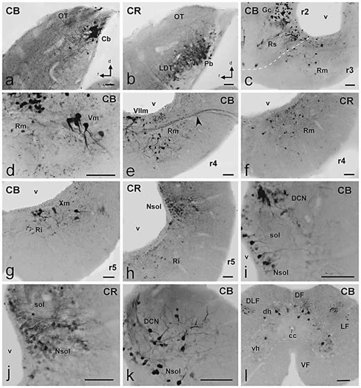 Fig. 7. Photomicrographs of singly stained sagittal (a, b) or transverse (c–l) sections showing CBir and CRir cells and fibers (indicated in each photograph) in the hindbrain of D. mexicanus.a, b Comparable sagittal sections showing the dorsal and lateral rim of the isthmo-mesencephalic boundary. CB intensely stained some cells in a complementary pattern to that of CR. c Distribution of numerous intensely CBir cells in the Gc and superior reticular nucleus in r2 and the reticular median nucleus in r3. d Detail of large CBir cells in the region of the trigeminal motor nucleus in r3. e, f Labeled reticular cells for each protein in r4 (arrowhead in e points to labeled fibers in the facial nerve). g Section at caudal levels of the rhombencephalon showing CBir in some large cells in the region of the vagal motor nucleus and in the inferior reticular nucleus. h CR staining in the basal reticular cells and in the alar group of the nucleus of the solitary tract. i, j Detail of CBir and CRir cells in the caudal dorsal alar region showing distinct labeling in the nucleus of the solitary tract and the dorsal column nucleus. k Pattern of CB staining close to the obex in the nucleus of the solitary tract and the dorsal column nucleus. l Distribution of CBir cells in the first segments of the spinal cord. Scale bars = 100 µm.