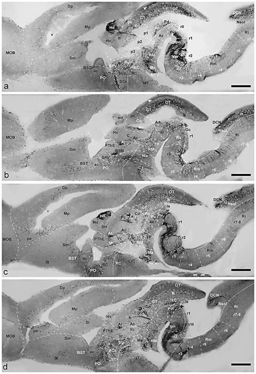 Fig. 8. Parasagittal sections showing CBir cells and fibers in the brain of D. mexicanus, presented in lateromedial order (a–d). Dorsal is oriented upward and rostral to the left. The diencephalic prosomeres p1–p3, the isthmus and rhombomeres are delimited by dash lines. The alar-basal boundary is indicated by a fine line. Scale bars = 1 mm.