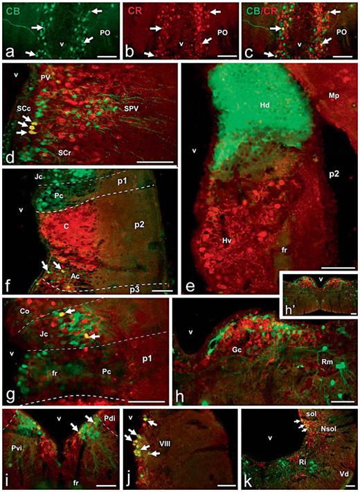 Fig. 10. Photomicrographs of singly (a, b) and doubly (c–k) stained transverse sections through the brain of D. mexicanus that illustrates the degree of codistribution/colocalization of both proteins in different regions. a–c Preoptic CBir neurons immunolabeled in green (a) and CRir neurons immunostained in red (b) are widely intermingled, and only a few neurons were double labeled, as observed in yellow in the merged image (arrows in c). d Abundant codistribution of CBir and CRir cells in the hypothalamic areas and actual colocalization only in some cells of the caudal suprachiasmatic nucleus (arrows). e Complementary distribution of CBir and CRir cells and fibers in the habenula. f CB and CR localization in p1 and p2 shows only a restricted colocalization in the anterior nucleus of p2 (arrows). g Codistribution of CBir and CRir cells in the pretectum and actual colocalization only in some cells of the juxtacommissural nucleus. h, h’ Codistribution of CB and CR at the Gc located in rhombomere r2, as observed in low (h’) and high (h) magnifications. i Relative localization of CBir and CRir cells in the isthmic tegmentum and colocalization in Pvi (arrows). j Abundant CB/CR colocalization in cells of the octaval column in the rhombencephalic alar plate. k Simultaneous observation of the distribution of CBir and CRir cells and fibers in the caudal rhombencephalon (arrows point to doubly labeled cells in the nucleus of the solitary tract). Scale bars = 100 µm.