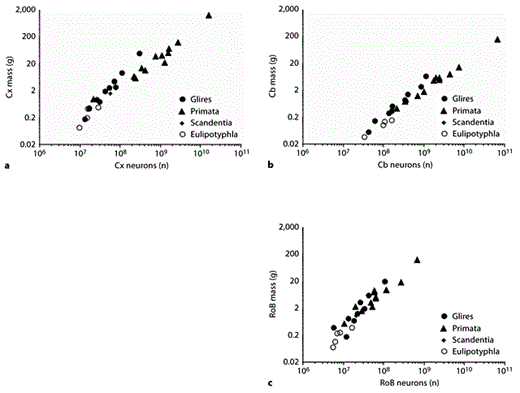 Fig. 4. Clade- and structure-specific scaling of brain structure mass as a function of numbers of neurons. Each point represents the average mass and number of neurons in the cerebral cortex (a), cerebellum (b), or RoB (c) of a species belonging to the mammalian orders indicated on the right. Power functions, listed in table 1, are not plotted so as not to obscure the data points. Cx = Cerebral cortex; Cb = cerebellum.