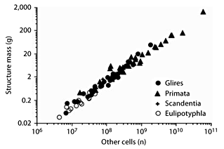 Fig. 6. Shared scaling of brain structure mass in the combined data set as a function of numbers of other cells. Each point represents the average mass and number of other cells in the cerebral cortex, cerebellum, or RoB of each mammalian species in the data set. Power functions are not plotted so as not to obscure the data points, which are largely overlapping across structures.