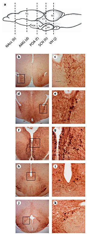 Fig. 1. Distribution of AVT immunoreactivity in green treefrogs (H. cinerea).a Schematic showing the sagittal view of the frog brain; the rostral portion of the brain is oriented to the left. The vertical lines indicate the level of sections through AVT-ir cell populations. Example photomicrographs of brain sections are shown for the NAcc (b, c), AMG (d, e), anterior POA (f, g), SCN (h, i) and infundibular region of the VH (j, k). Scale bars = 50 µm. Boxes delineate magnified spaces.