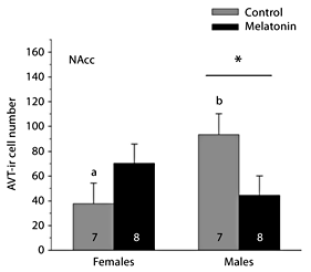 Fig. 2. Influence of melatonin on AVT-ir cell number within the NAcc of male and female green treefrogs during the summer reproductive period. Data are the mean number of AVT-ir cells + 1 SE; sample sizes are listed above the x-axis. Letters indicate significant sex differences in AVT-ir cell number within the control treatment. The asterisk above the horizontal line indicates a significant effect of melatonin within males (results from a two-factor ANOVA followed by Tukey’s multiple comparison procedure).