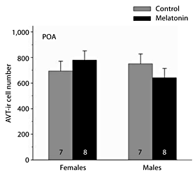 Fig. 4. Influence of melatonin on AVT-ir cell number within the anterior POA and magnocellular region of the POA of male and female green treefrogs during the summer reproductive period. Data are the mean number of AVT-ir cells + 1 SE; sample sizes are listed above the x-axis.