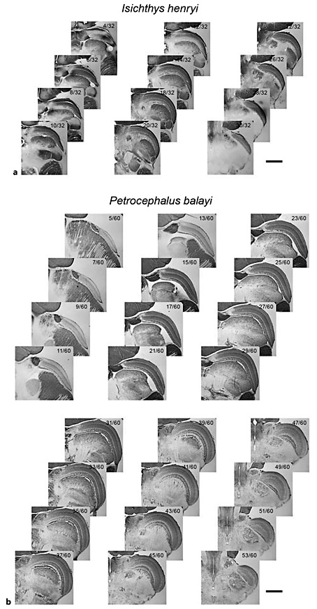 Series of 50-μm horizontal sections through the midbrains of one mormyrid species with an ELa/ELp (Isichthys henryi) (a) and one mormyrid species with an EL (Petrocephalus balayi) (b). Scale bars represent 1 mm. Fractions in the top right corner of each section represent the section number from dorsal to ventral (numerator) relative to the total number of sections containing OT (denominator). As in figure 2, the OT is clearly distinguishable as a laminated structure on the anterolateral margins of the mesencephalon and EL or ELa/ELp is visible at the posterolateral margins of the torus semicircularis. The OT of P. balayi is noticeably larger than the OT of I. henryi, to be seen both in the total number of sections occupied by OT and in the size of OT in each section.