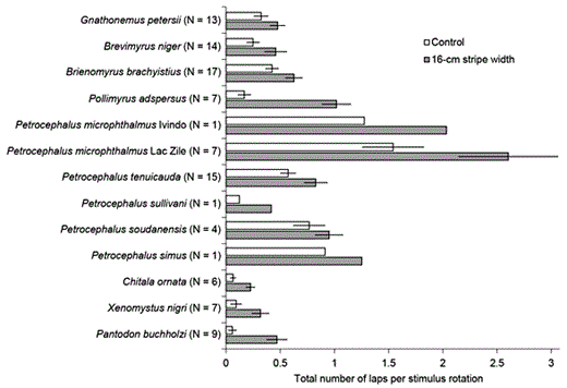 The total number of laps swum in response to a rotating visual stimulus provides a quantitative measure of visual responsiveness. The bar graphs show the mean ± s.e.m. for the total number of laps swum in both directions relative to the total number of stimulus rotations in response to a 16-cm stripe width and to an all-gray control. All species swam more in response to the 16-cm stripe width than to the control (repeated-measures ANOVA: F1,89 = 82.5, p < 0.000001). In addition, species differed in their overall levels of activity under both control and stimulus conditions (repeated-measures ANOVA: F12,89 = 6.2, p < 0.000001).