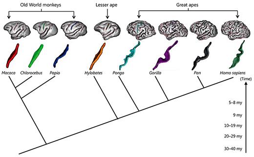 Fig. 2. Example 3D brain cortex reconstructions and extracted central sulci from representative primate species in the study along a phylogenetic timeline. my = Million years.
