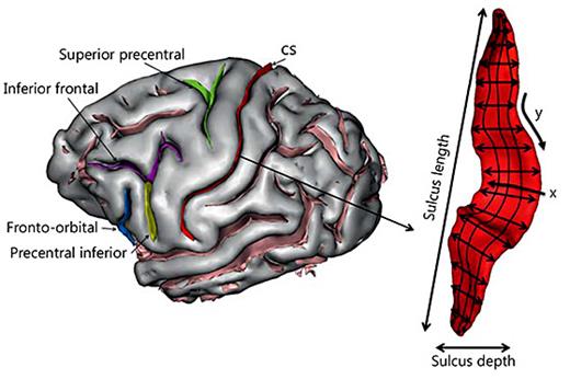 Fig. 3. Labeled and extracted chimpanzee CS. The surface area and depth dimensions are shown in the extracted sulcus, as well as the x- and y-coordinates used for computing differences in cortical folding of the CS along the dorsal-ventral axis.