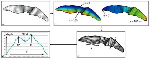 Fig. 4. a Chimpanzee CS. b, c The surface area and depth dimensions are shown in the extracted sulcus, as well as the x-and y-coordinates used for computing differences in cortical folding of the CS along the dorsal-ventral axis. d Data generated from CS parameterization. Depth of CS is plotted on the ordinate and the y-coordinate along the abscissa. SP is the superior maximum CS depth before y-coordinate 50, IP is the maximum inferior depth after y-coordinate 50, and PPFM is the shallowest CS depth measure between the SP and IP y-coordinates.