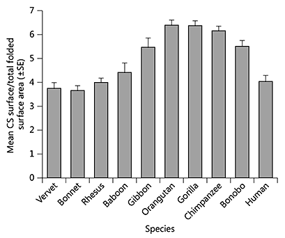 Fig. 5. Mean CS surface area (± SE) as a percentage of total brain surface in 10 primate species.