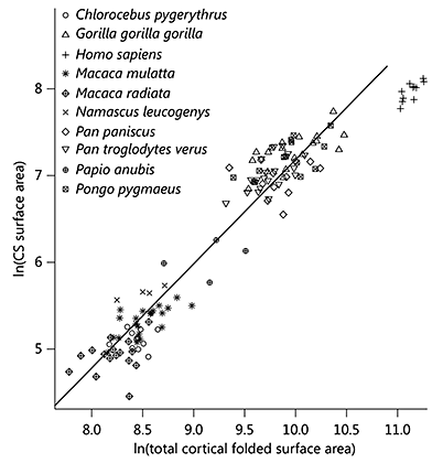Fig. 6. Plot of CS surface area regressed against total cortical folded surface area in primates. All individual data from each species are plotted. The PGLS regression line shown was calculated based on species mean data from the total primate sample, excluding humans.